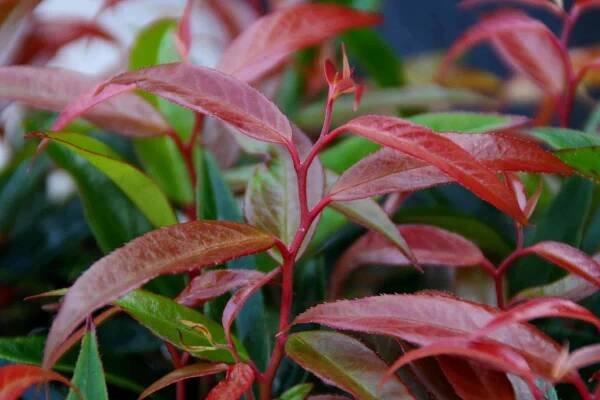 Image Library | Sunset Plant Collection