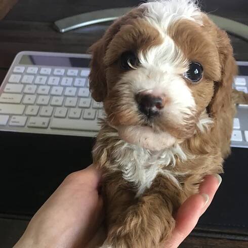 Cavapoochon Puppy Photo Blog — Bluebell Pup | Cavapoochon Puppies for Sale
