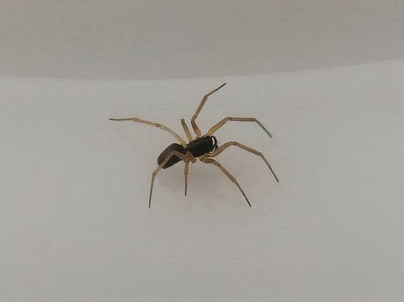 Soubor:Linyphiidae sp., Prague.jpg – Wikipedie