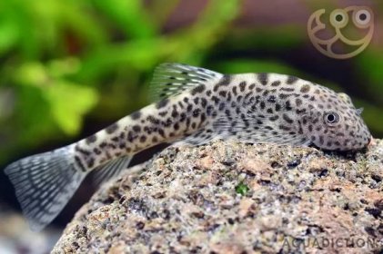 Chinese Hillstream Loach - Pseudogastromyzon cheni Fish Profile & Care Guide