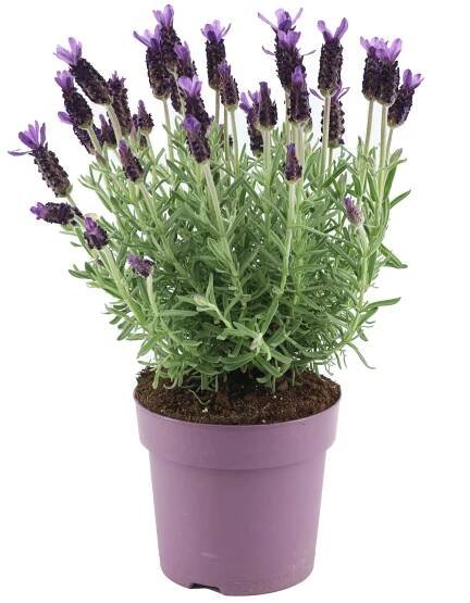 OBI Levandule (Lavandula stoechas) "Anouk" pr. cca 15 cm