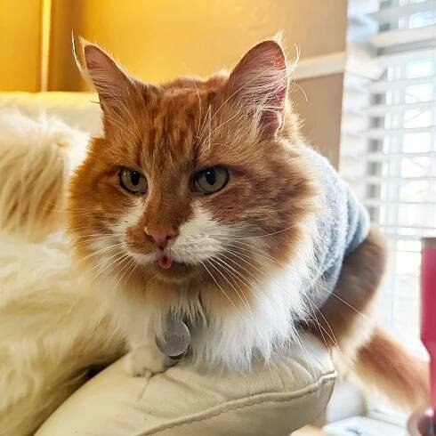 Simon the Therapy Cats