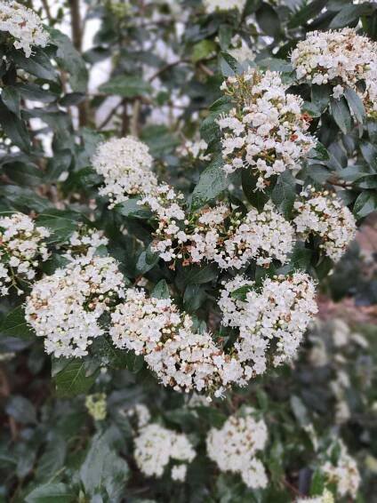 Viburnum tinus