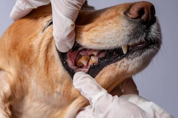 dog-with-tartar