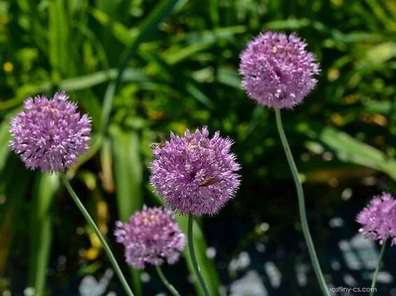 Česnek (Allium caricifolium), květy, květenství
