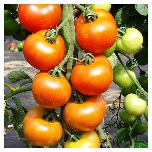 Rajče Orkado F1 – Solanum lycopersicum – prodej semen rajčat