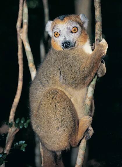 crowned lemur