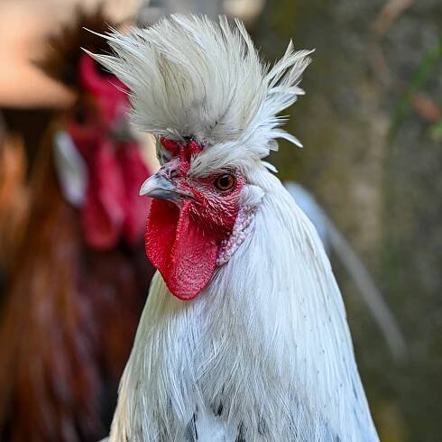 Erhaltungszucht & Wiederansiedlung | Natur- und Tierpark Goldau