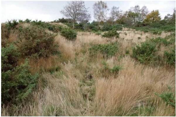 Fig. 17: Gravel pit south of Slepe Farm (112902).  Control gorse and monitor annually.  bm SUS LULA ini! udeatial Lato  Gravel pit at northwest corner of Slepe Heath  Condition 