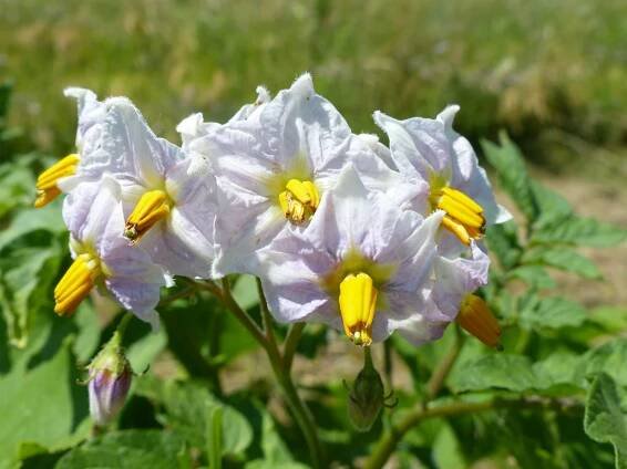 Solanum tuberosum L. - Portale della Flora d'Italia / Portal to the Flora of Italy