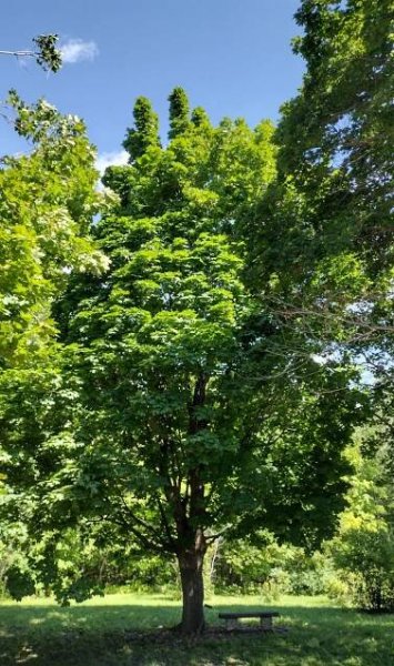 Acer platanoides 'Olmsted'