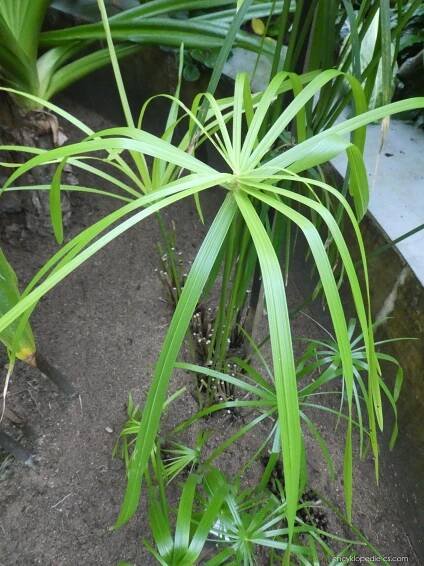Šáchor střídavolistý (Cyperus alternifolius), listy