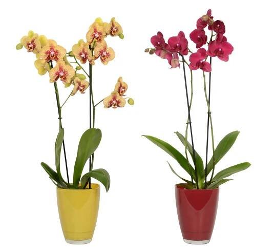 Orchidej Phalaenopsis Charmer - Montreux mix 2výhonková nakoupit u OBI