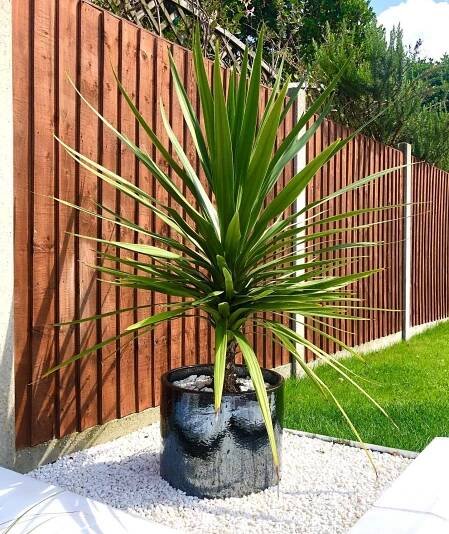 Cordyline Australis instagram @pats.palace.renovation