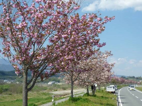 Festival, Culture | 天龍峡温泉観光協会 - 名勝天龍峡の川下りや桜・紅葉情報（長野県飯田市）