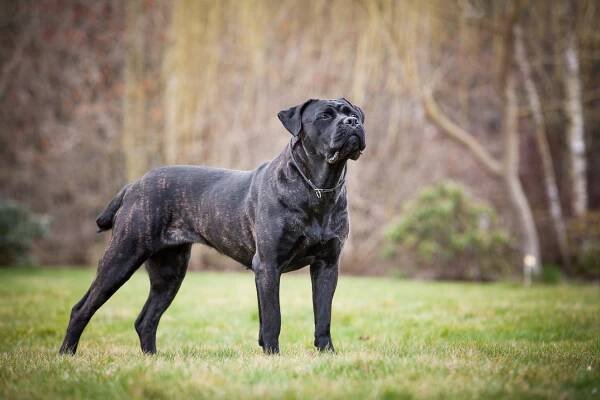 Průměrný věk psů plemene Cane Corso je ve vztahu se zbarvením srsti • Magazín o psech