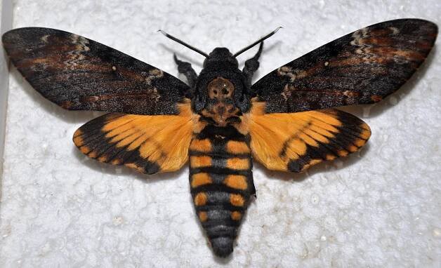 Acherontia atropos - lišaj smrtihlav