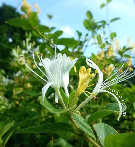honeysuckle — Blog — SoSofarm 客製能量護膚及芳療 | 香港製造