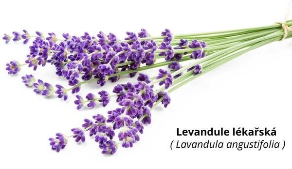 Levandule lékařská