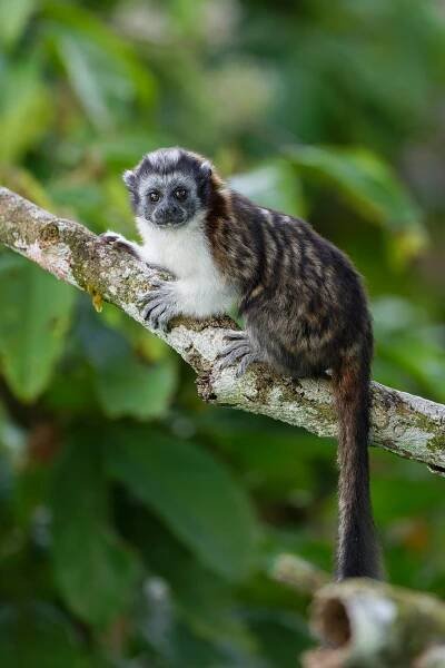 Geoffroy's tamarin (Saguinus geoffroyi)