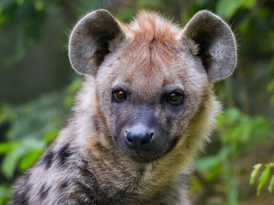 ZOO ZLÍN - Hyena skvrnitá