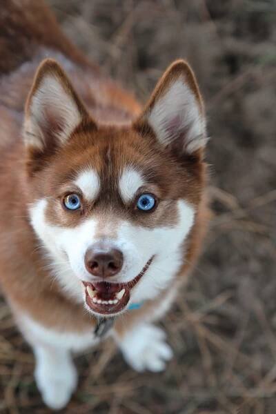 Alaskan Klee Kai