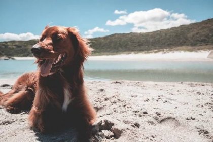 Setr - Věrný a inteligentní pes s neuvěřitelným loveckým instinktem