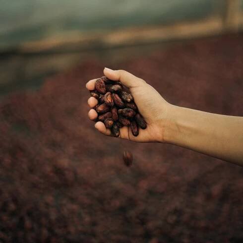 cocoa seeds