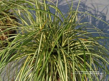 Ostrica ošimenská Evergold (Večné zlato) | Carex oshimensis Evergold - Záhradníctvo ABIES