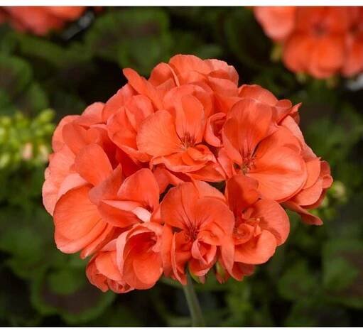 Pelargonium Savannah OH SO ORANGE - muškát - Lukon Glads s.r.o.