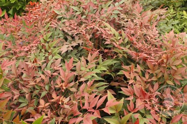 Nandina Moonbay (Nebeský bambus)
