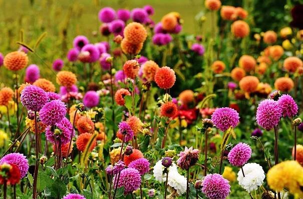 How To Prune Dahlias? Effective Tips to Start Pruning Today - Go Grow Garden