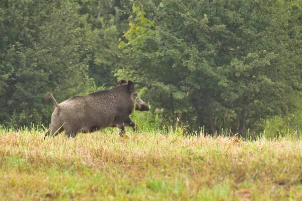 Myslivecká mluva - PRASE DIVOKÉ (Sus scrofa) - Kdelovit.cz 