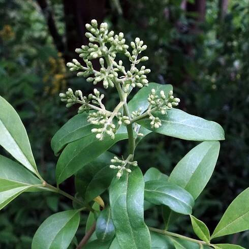 Súbor:(ms) Ligustrum vulgare 3.jpg – Wikipédia