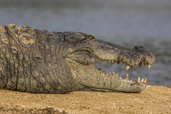 Soubor:Mugger crocodile (Crocodylus palustris) head.jpg – Wikipedie