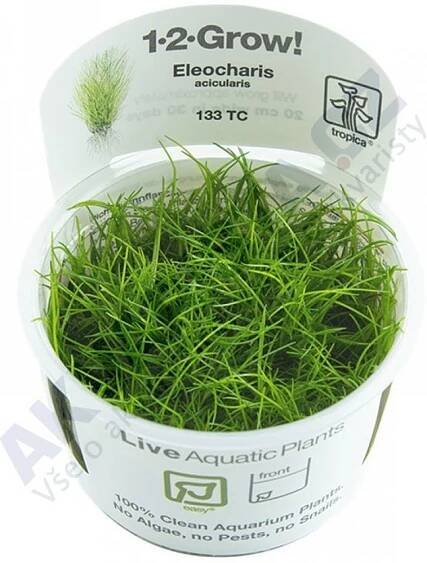 Eleocharis acicularis