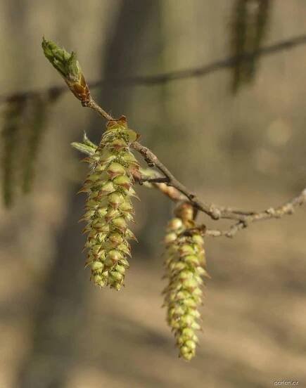 Carpinus betulus L. (habr obecný)