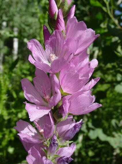 Sidalcea neomexicana - Wikipedia