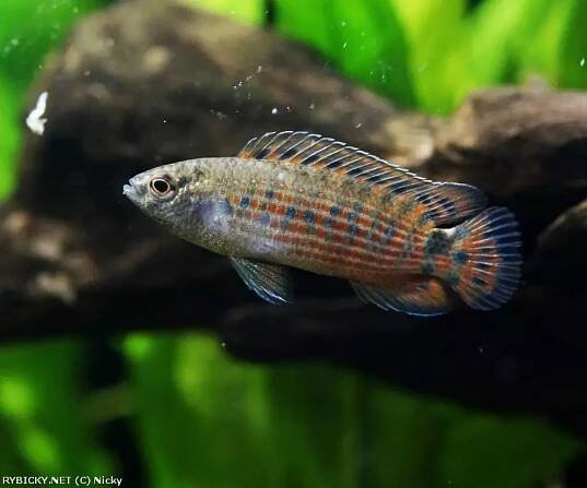 Badis ruber | © Nicky