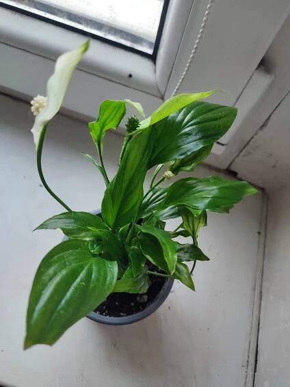 Lopatkovec / Spathiphyllum / Toulcovka #1