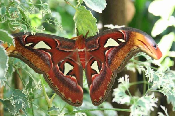 Botanická zahrada - Ostatní výstavy - fotogalerie