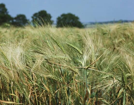 close shot of barley in a field