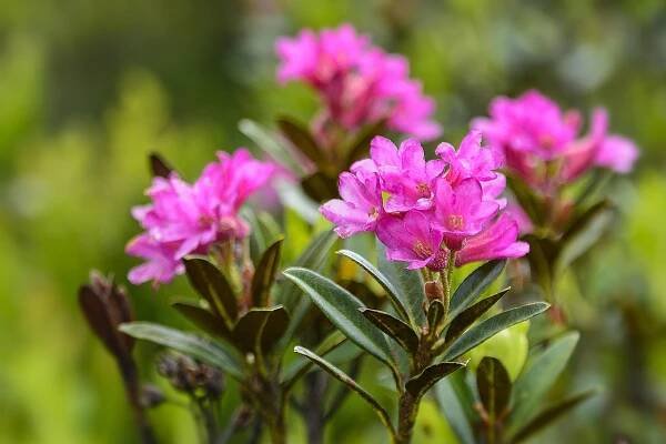 Alpská Růže, Rododendron, Květ, Růžový