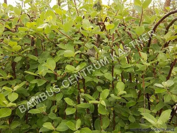 Salix integra Kilmarnock
