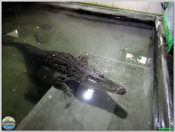 Krokodýlí zoo Protivín