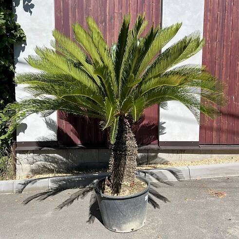 Cycas revoluta-14, cca 178 cm