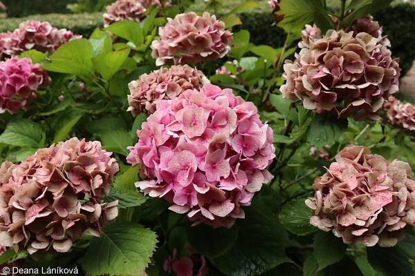 Hydrangea macrophylla – hortenzie velkolistá