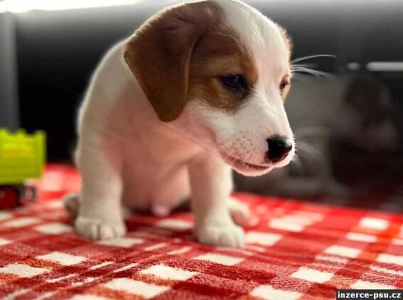 Jack Russell Teriér - štěňata 