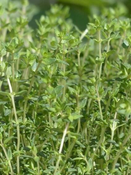Thymian | FarmerWiki by Farmer Panorama Online Shop
