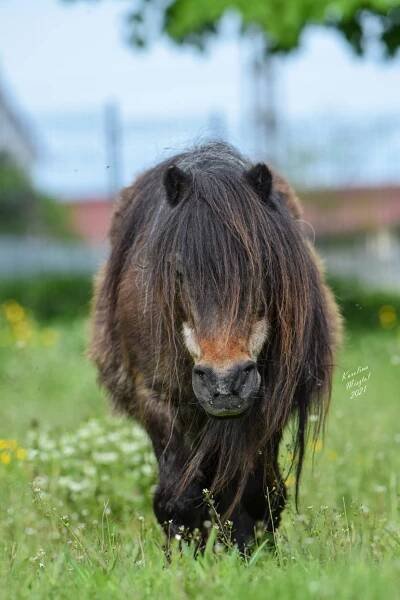 Breeding of Shetland Ponies – Stadnina Koni Michałów